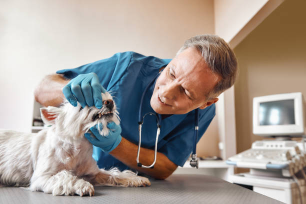 Best Broken or Chipped Tooth Repair in Franklin, OH